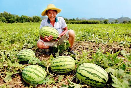 黑料吃瓜网回家路,回家路上的那些秘密与真相