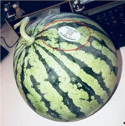 网红pk吃瓜,一场视觉与味蕾的盛宴